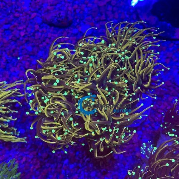 AQT Euphyllia Dragon Soul