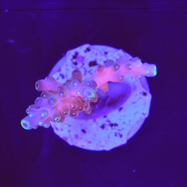Acropora sp. "Matchstick"
