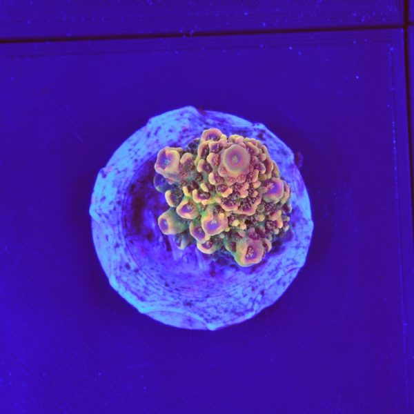 Acropora spathulata "Golden Boy"
