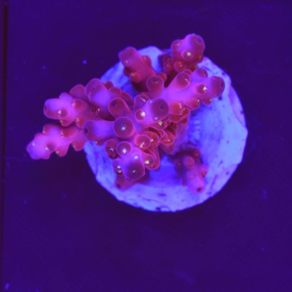 Acropora sp. "Red Diamond" F