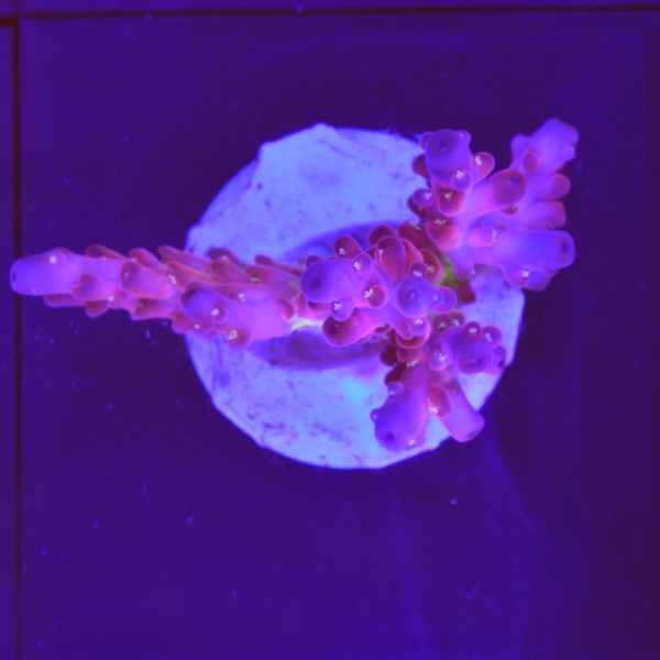 Acropora sp. "Fireworks"