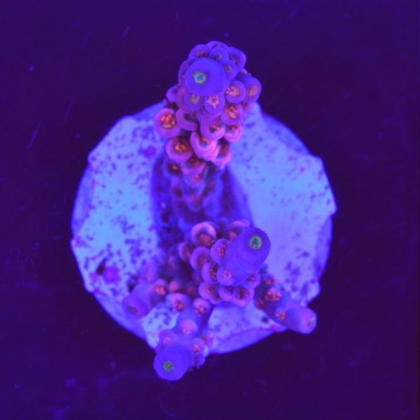 Acropora tenius "Walt Disney"