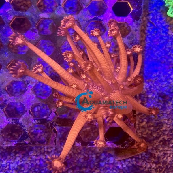 Goniopora Ultra Red