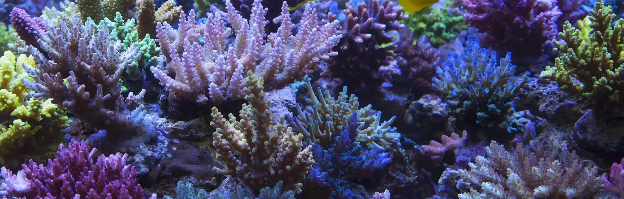 DisplayTank2 DisplayTank2